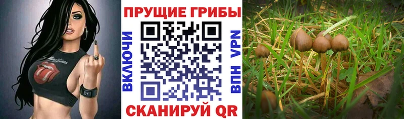 Галлюциногенные грибы мицелий  мориарти клад  Чухлома 